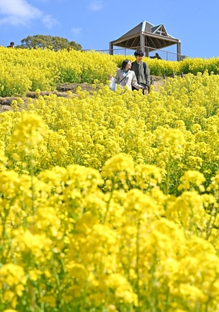 丘を黄色く染める菜の花＝１６日午前、神戸市須磨区緑台、神戸総合運動公園