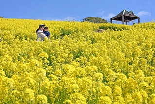 丘を黄色く染める菜の花＝１６日午前、神戸市須磨区緑台、神戸総合運動公園