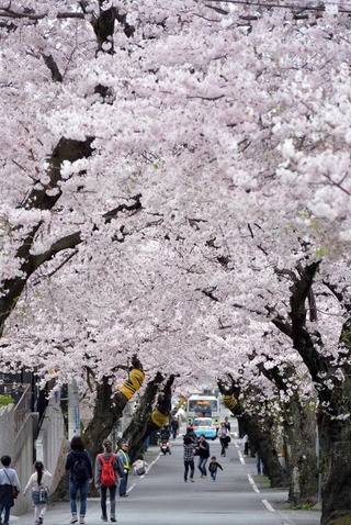 ソメイヨシノが鮮やかな「桜のトンネル」。この風景とはしばらくお別れ＝２０１６年４月３日、神戸市灘区