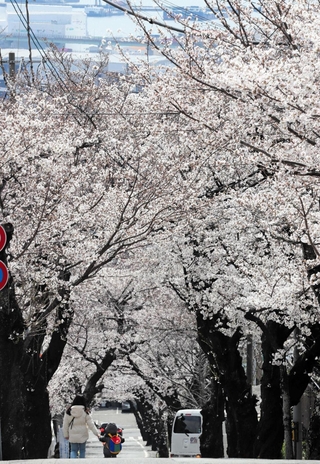 ソメイヨシノが鮮やかな「桜のトンネル」。この風景とはしばらくお別れ＝２０２５年３月３１日、神戸市灘区