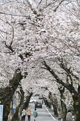 ソメイヨシノが鮮やかな「桜のトンネル」。この風景とはしばらくお別れ＝２０２３年３月２５日、神戸市灘区