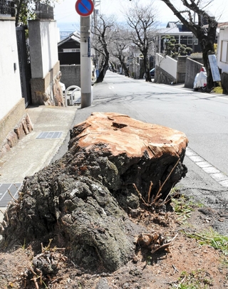 老朽化によって倒木の恐れがあり、昨年１２月に伐採されたソメイヨシノ＝神戸市灘区五毛通３