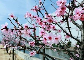見頃を迎えているアーモンドの花＝神戸市東灘区魚崎南町２、市東水環境センター