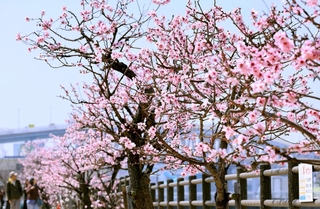 見頃を迎えているアーモンドの花＝神戸市東灘区魚崎南町２、市東水環境センター