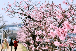 見頃を迎えているアーモンドの花＝２４日午前、神戸市東灘区魚崎南町２、市東水環境センター