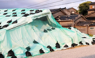 能登半島地震で全壊した国指定重要文化財の「旧角海家住宅」（手前）と黒い屋根瓦が落ちた民家＝２０２５年８月１７日、石川県輪島市門前町黒島町