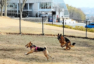 リードが外され、力いっぱい走り回る犬たち＝加古川市上荘町見土呂
