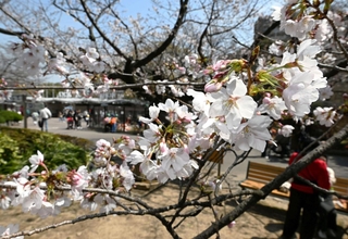 花を咲かせたソメイヨシノ＝２７日午後、神戸市灘区の市立王子動物園（撮影・斎藤雅志）