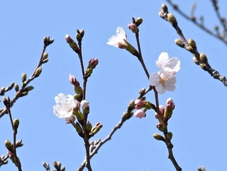 開花が確認された標本木のソメイヨシノ＝２７日午後、神戸市灘区の市立王子動物園（撮影・斎藤雅志）