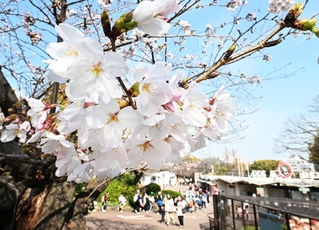 花を咲かせたソメイヨシノ＝２７日午後、神戸市灘区の市立王子動物園（撮影・斎藤雅志）