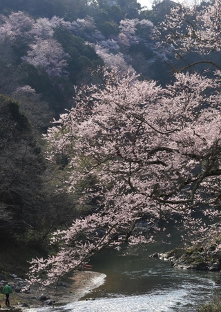 渓谷を彩る満開のエドヒガン＝川西市水明台１