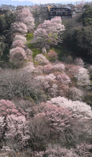 ニュータウンの住民らの管理で美しく花を咲かせたエドヒガンの群落＝２８日午前、川西市水明台１