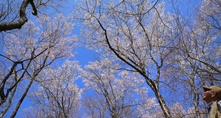 青空を背景に咲き誇るエドヒガンの群落＝川西市水明台１