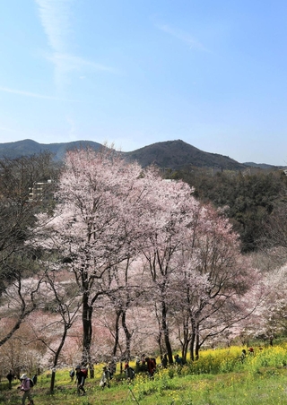 住民が育てた菜の花と競演する満開のエドヒガン＝川西市水明台１