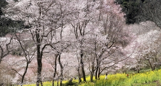 住民が育てた菜の花と競演する満開のエドヒガン＝川西市水明台１