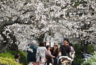 見頃になったソメイヨシノを眺めながら歩く人たち＝宝塚市栄町１