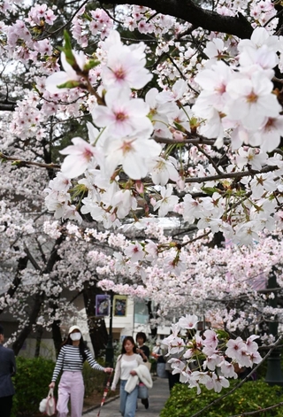 見頃になったソメイヨシノを眺めながら歩く人たち＝宝塚市栄町１