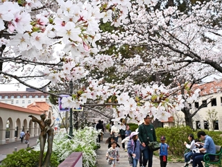 満開となったソメイヨシノ＝宝塚市栄町１
