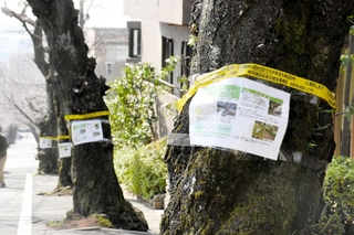 倒木の恐れがあるため、植え替えることを知らせる張り紙＝神戸市灘区高尾通４