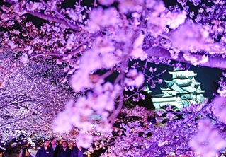 ライトアップされたサクラ＝姫路市本町、姫路城西の丸庭園