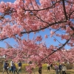 カワヅザクラの花びらが青空に映える＝神戸市灘区摩耶海岸通２
