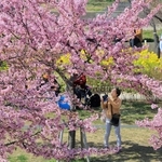 カワヅザクラとナノハナの競演を楽しむ人たち＝神戸市灘区摩耶海岸通２、西郷川河口公園（撮影・吉田敦史）