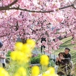 咲き誇るカワヅザクラの写真を撮る人たち＝神戸市灘区摩耶海岸通２、西郷川河口公園（撮影・吉田敦史）