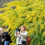 黄色の花を付けたミモザの前で記念撮影する来園者たち＝神戸市中央区北野町１