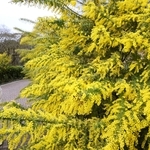 黄色の花を付けたミモザ＝神戸市中央区北野町１