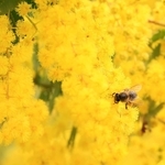 鮮やかな黄色のミモザの花に止まるハチ＝神戸市中央区北野町１
