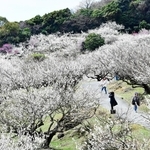 見頃を迎えた紅白の梅林＝たつの市御津町黒崎、綾部山梅林