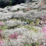 見頃を迎えた紅白の梅林＝たつの市御津町黒崎、綾部山梅林