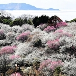 見頃を迎えた紅白の梅林＝たつの市御津町黒崎