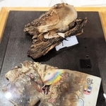 愛梨ちゃんの遺品となったクレヨンケースと上履き。地域の伝承交流施設に展示する＝宮城県石巻市門脇町５