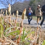 散策道沿いの土手に生えたツクシ＝神戸市北区山田町藍那、あいな里山公園