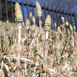 散策道沿いの土手に生えたツクシ＝神戸市北区山田町藍那、あいな里山公園