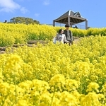 丘を黄色く染める菜の花＝１６日午前、神戸市須磨区緑台、神戸総合運動公園