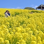 丘を黄色く染める菜の花＝１６日午前、神戸市須磨区緑台、神戸総合運動公園
