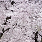 ソメイヨシノが鮮やかな「桜のトンネル」。この風景とはしばらくお別れ＝２０１６年４月３日、神戸市灘区