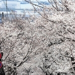 ソメイヨシノが鮮やかな「桜のトンネル」。この風景とはしばらくお別れ＝２０２５年３月３１日、神戸市灘区