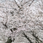 ソメイヨシノが鮮やかな「桜のトンネル」。この風景とはしばらくお別れ＝２０２３年３月２５日、神戸市灘区