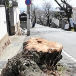 老朽化によって倒木の恐れがあり、昨年１２月に伐採されたソメイヨシノ＝神戸市灘区五毛通３