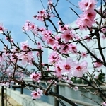 見頃を迎えているアーモンドの花＝神戸市東灘区魚崎南町２、市東水環境センター