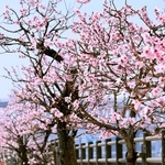 見頃を迎えているアーモンドの花＝神戸市東灘区魚崎南町２、市東水環境センター