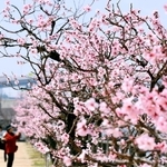 見頃を迎えているアーモンドの花＝２４日午前、神戸市東灘区魚崎南町２、市東水環境センター