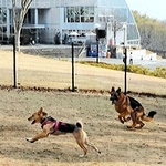 リードが外され、力いっぱい走り回る犬たち＝加古川市上荘町見土呂