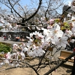 花を咲かせたソメイヨシノ＝２７日午後、神戸市灘区の市立王子動物園（撮影・斎藤雅志）