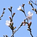 開花が確認された標本木のソメイヨシノ＝２７日午後、神戸市灘区の市立王子動物園（撮影・斎藤雅志）