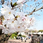 花を咲かせたソメイヨシノ＝２７日午後、神戸市灘区の市立王子動物園（撮影・斎藤雅志）