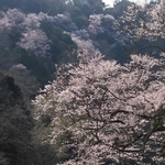 渓谷を彩る満開のエドヒガン＝川西市水明台１